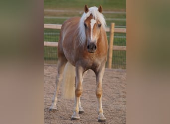 Haflinger, Ruin, 3 Jaar, 148 cm, Vos