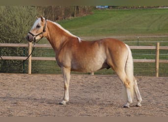 Haflinger, Ruin, 3 Jaar, 148 cm, Vos