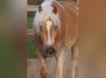 Haflinger, Ruin, 3 Jaar, 148 cm, Vos