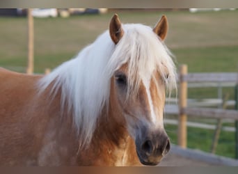 Haflinger, Ruin, 3 Jaar, 148 cm, Vos