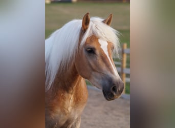 Haflinger, Ruin, 3 Jaar, 148 cm, Vos