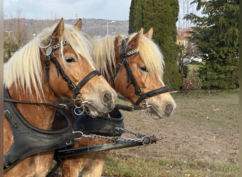 Haflinger, Ruin, 3 Jaar, 148 cm, Vos