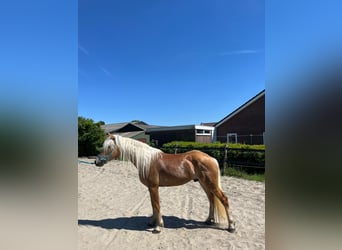 Haflinger, Ruin, 3 Jaar, 148 cm, Vos