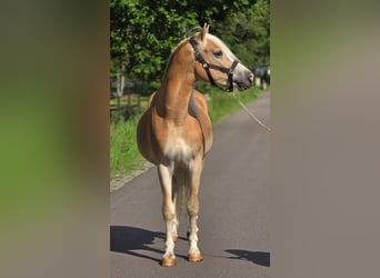 Haflinger, Ruin, 3 Jaar, 149 cm