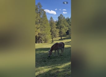 Haflinger, Ruin, 3 Jaar, 150 cm, Vos