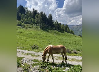 Haflinger, Ruin, 3 Jaar, 150 cm, Vos