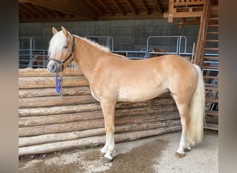 Haflinger, Ruin, 3 Jaar, 151 cm, Vos