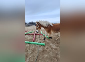 Haflinger, Ruin, 3 Jaar, 152 cm, Falbe