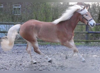 Haflinger, Ruin, 3 Jaar, 152 cm