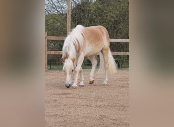 Haflinger, Ruin, 3 Jaar, 152 cm, Vos