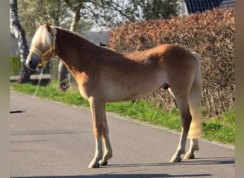 Haflinger, Ruin, 3 Jaar, 153 cm, Palomino