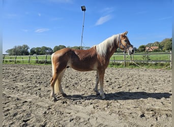 Haflinger, Ruin, 3 Jaar, 153 cm