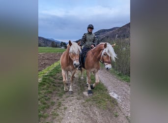 Haflinger, Ruin, 3 Jaar, 153 cm, Roodvos