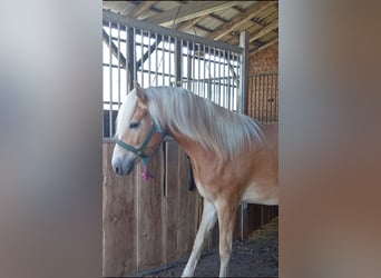 Haflinger, Ruin, 3 Jaar, 153 cm, Vos