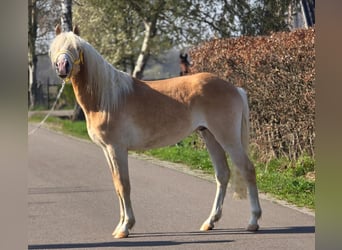Haflinger, Ruin, 3 Jaar, 155 cm, Palomino