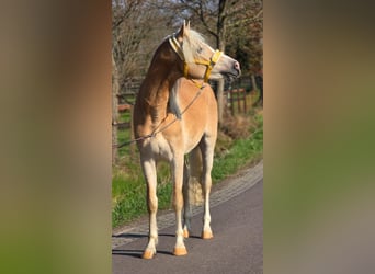Haflinger, Ruin, 3 Jaar, 155 cm, Palomino