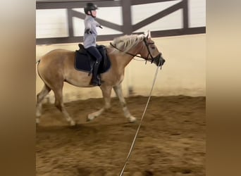 Haflinger, Ruin, 3 Jaar, 155 cm