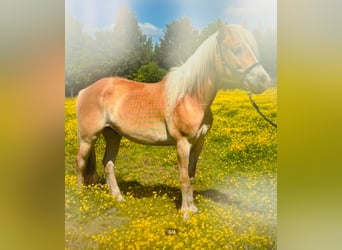 Haflinger, Ruin, 3 Jaar, 158 cm, Palomino