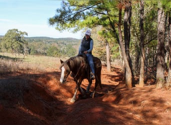 Haflinger, Ruin, 3 Jaar, Donkere-vos
