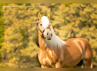 Haflinger, Ruin, 3 Jaar