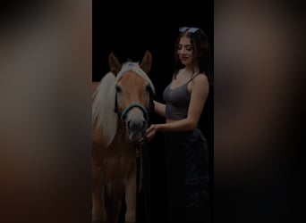 Haflinger, Ruin, 4 Jaar, 145 cm, Vos
