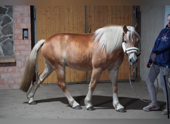 Haflinger, Ruin, 4 Jaar, 146 cm