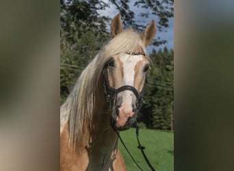 Haflinger, Ruin, 4 Jaar, 146 cm, Palomino