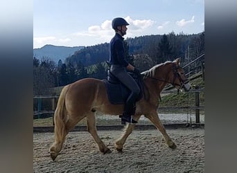 Haflinger, Ruin, 4 Jaar, 146 cm, Vos