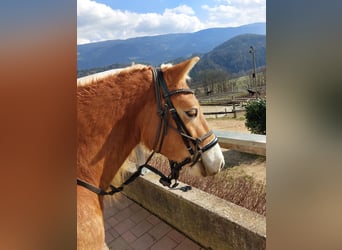 Haflinger, Ruin, 4 Jaar, 146 cm, Vos