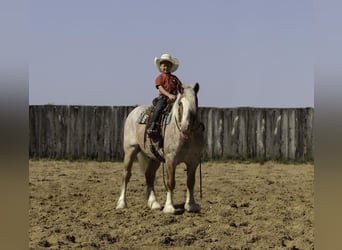 Haflinger Mix, Ruin, 4 Jaar, 147 cm, Roan-Red