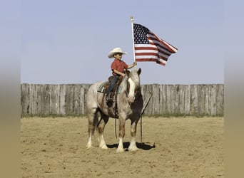 Haflinger Mix, Ruin, 4 Jaar, 147 cm, Roan-Red