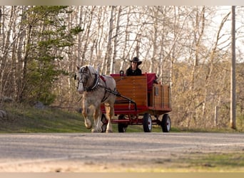 Haflinger Mix, Ruin, 4 Jaar, 147 cm, Roan-Red