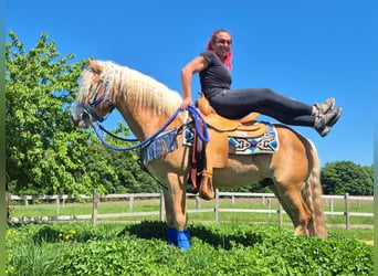 Haflinger, Ruin, 4 Jaar, 147 cm, Vos