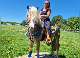 Haflinger, Ruin, 4 Jaar, 147 cm, Vos