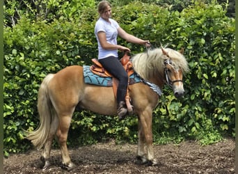 Haflinger, Ruin, 4 Jaar, 149 cm, Vos