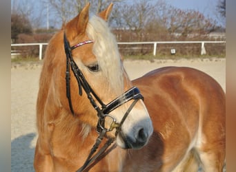 Haflinger, Ruin, 4 Jaar, 150 cm, Vos