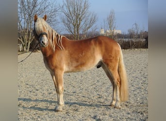 Haflinger, Ruin, 4 Jaar, 150 cm, Vos