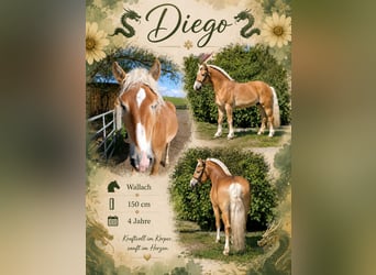 Haflinger Mix, Ruin, 4 Jaar, 150 cm, Vos