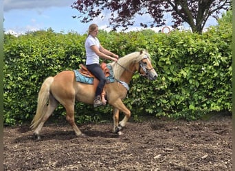 Haflinger, Ruin, 4 Jaar, 150 cm, Vos