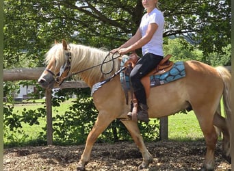 Haflinger, Ruin, 4 Jaar, 150 cm, Vos