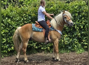 Haflinger, Ruin, 4 Jaar, 150 cm, Vos