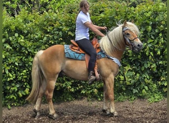 Haflinger, Ruin, 4 Jaar, 150 cm, Vos