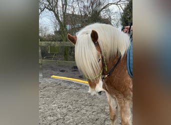 Haflinger, Ruin, 4 Jaar, 150 cm, Vos