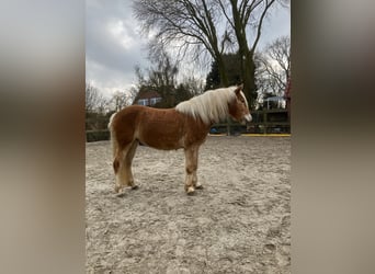 Haflinger, Ruin, 4 Jaar, 150 cm, Vos