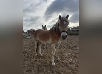 Haflinger, Ruin, 4 Jaar, 152 cm