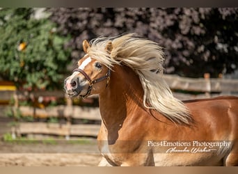 Haflinger, Ruin, 4 Jaar, 152 cm, Vos