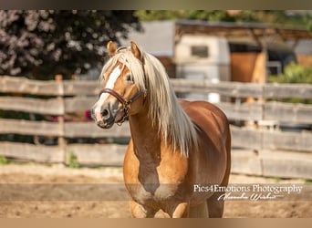 Haflinger, Ruin, 4 Jaar, 152 cm, Vos