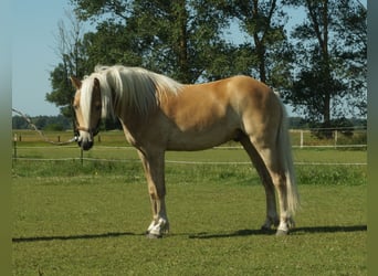 Haflinger, Ruin, 4 Jaar, 153 cm, Palomino