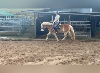 Haflinger, Ruin, 4 Jaar, 154 cm, Roodvos