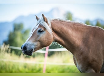 Haflinger, Ruin, 4 Jaar, 154 cm, Vos
